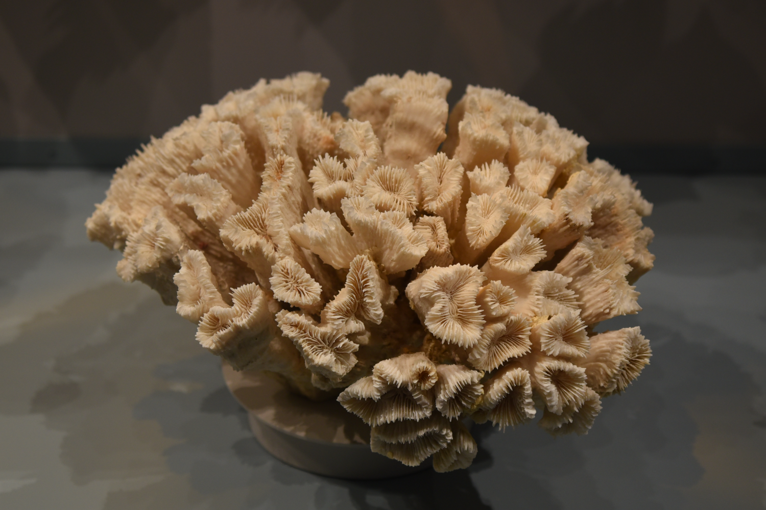 Blickfenster Korallen